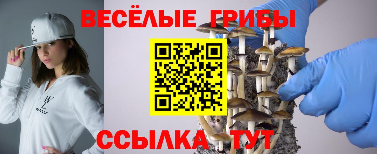 Псилоцибиновые грибы GOLDEN TEACHER  Вход с VPN  как найти наркотики  Новодвинск 